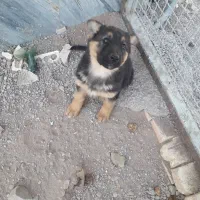 سگ نگهبان واگذاری