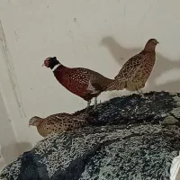 مرغ و خروس زینتی