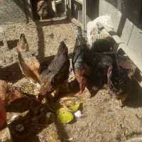 ۵عدد مرغ یک عدد خروس یک عدد نیمچه ۵ماهه