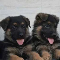 توله سگ ژرمن شپرد شولاین ماده