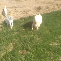 بزسانن دوقلو۴کیلوشیر