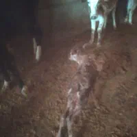 گاو وگوسال|حیوانات مزرعه|چگنی, |دیوار