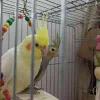 جوجه عروس هلندی