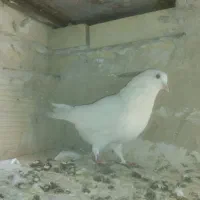 دو عدد کبوتر سفید
