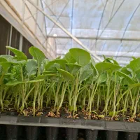 نشا انواع کاهو کلم بادمجان گوجه|گل و گیاه طبیعی|دزفول, |دیوار