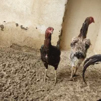 جوجه میکس اوشامو افغان دونگ بالا