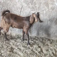 کره کهره گوسفند بز|حیوانات مزرعه|راین, |دیوار