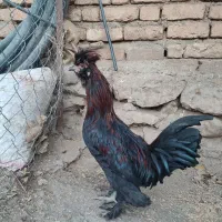 خروس|حیوانات مزرعه|دینور, |دیوار