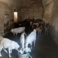 کود حیوانی|گل و گیاه طبیعی|نرماشیر, |دیوار