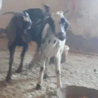 دوعد بز جوان چاق|حیوانات مزرعه|خواف, |دیوار