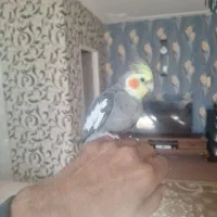 عروس هلندی سخنگو