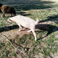 بز دورگ|حیوانات مزرعه|مهریز, |دیوار