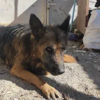 سگ ژرمن شپرد|سگ|بابا حیدر, |دیوار