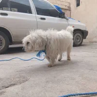 یک قلاده سگ پاکوتا