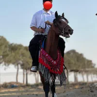 اسب عرب فروشی