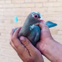 نرماده پلنک|حیوانات|رفسنجان, |دیوار