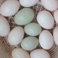 تخم اردک تازه و سالم تضمینی.