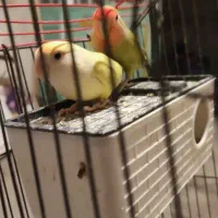 طوطی جفت روی تخم، فنج، سیره خاکی