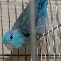 طوطی