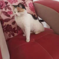 واگذاری گربه