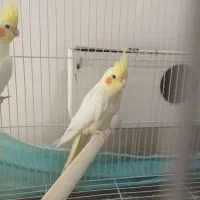 عروس هلندی لوتینو