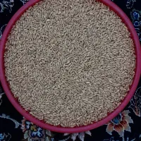 حبوبات محلی عدس ،نخود ،آرد.بلغور|خوردنی و آشامیدنی|زنجان, |دیوار