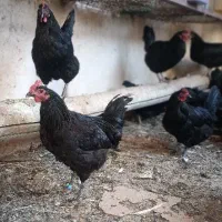 تخم مرغ نطفه دار