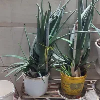 گل الوعه ورا