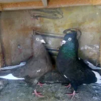 نروماده جفتگاه.   ‌جوجه کرمونی