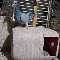 سبزو دم سفید|پرنده|سبزوار, کهنه آب|دیوار