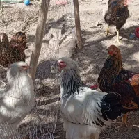 مرغ و خروس زینتی|حیوانات مزرعه|مشهد, صیدآباد|دیوار