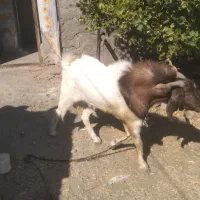 نری فروشی|حیوانات مزرعه|کهنوج, |دیوار