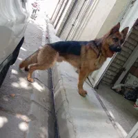 ژرمن شپرد|سگ|مزرعه کتول, |دیوار