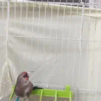 سره نر جوجه قفس