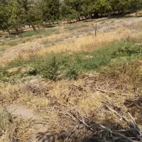 فروش-فوری-باغ-در-کلجاه