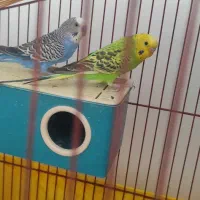 دو عدد عروس مرغ عشق نر و ماده بالغ جفت خورده