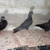 کفتر