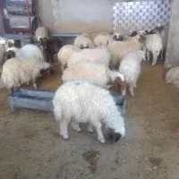 بره نر پرواری|حیوانات مزرعه|زرنه, |دیوار