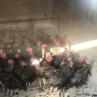 فروش بوقلمون.