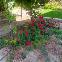 کلیه خدمات باغبانی و فضای سبز صفر تا صد|خدمات باغبانی و درختکاری|مشهد, فلسطین|دیوار