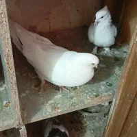 کبوتر|پرنده|الوند, |دیوار