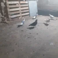 شیش تا کفتر سالم میزون پرشی زدو خورد