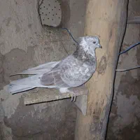 سه عدد کبوتر پرشی و اویناق