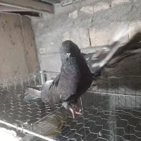 کبوتر|پرنده|میانه, |دیوار