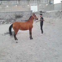 مادیان پر خون سر ودم گیر