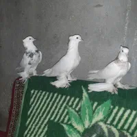طوقی فروشی|پرنده|کهنوج, |دیوار