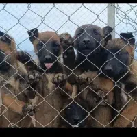 توله مالینویز قهوه ای (اورجینال)