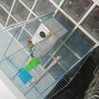 طوطی برزیلی گرینچیک عروس هلندی معاوضه با جفت راهب|پرنده|کرمان, |دیوار