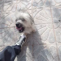 پاکوتاه جذاب