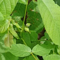 نهال گردو خوشه ای|خدمات باغبانی و درختکاری|مشگین شهر, |دیوار